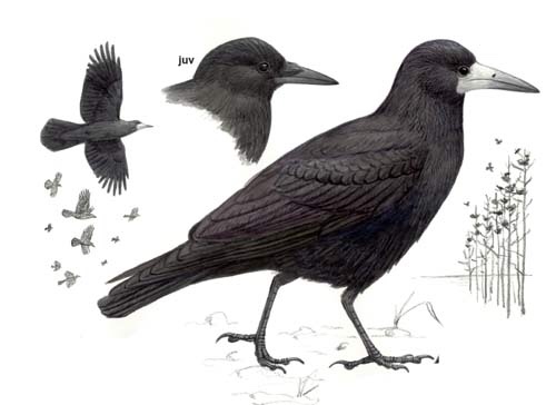A clamour of Rooks – NATURE TABLE EXPLORER